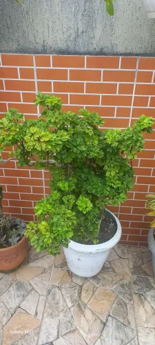 Plantas na Promoção 