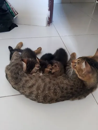 Filhotes pra doação ?