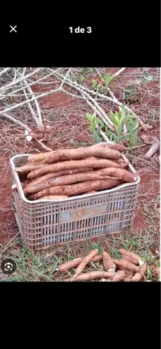 Caixa de mandioca amarela