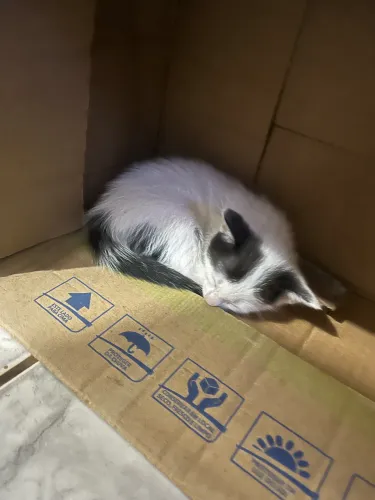 Doação de gatinhos 