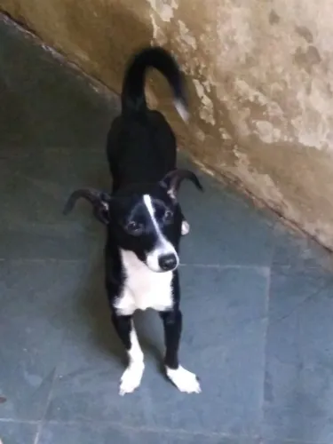 Cadela pra adoção