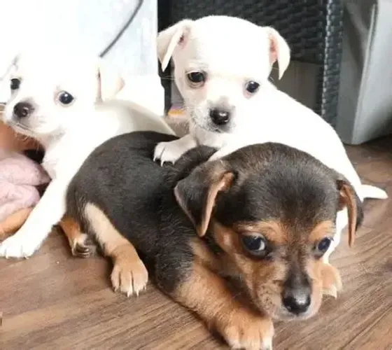 pinscher x chihuhahua