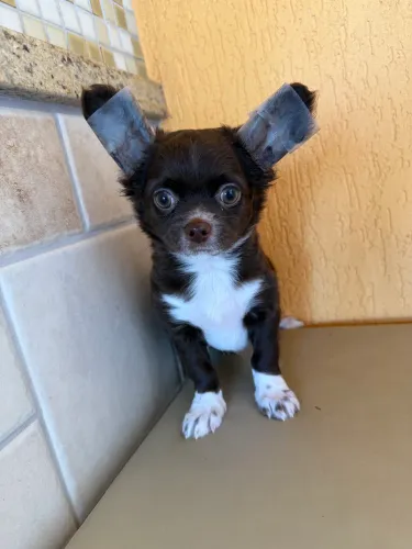 Chihuahua pelo longo chocolate