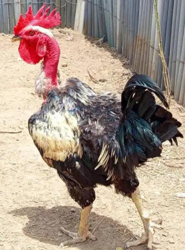 Frangos de capoeira , galinha, aves