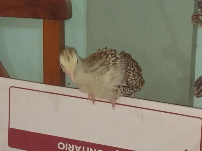 VENDO FILHOTES DE PERÚ