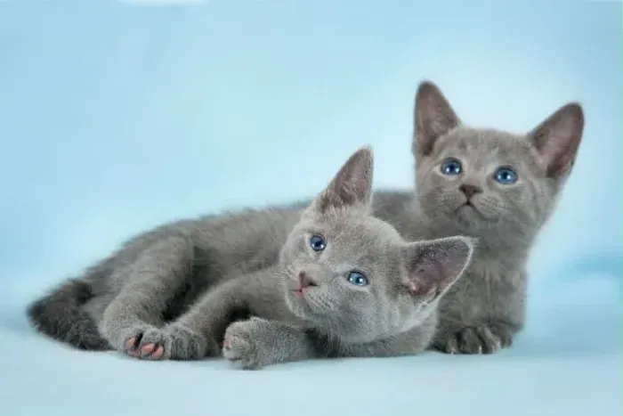 Lindos russian blues filhotes