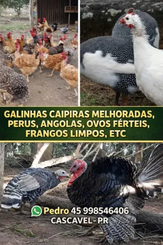 GALINHAS CAIPIRAS, PERUS E ANGOLAS
