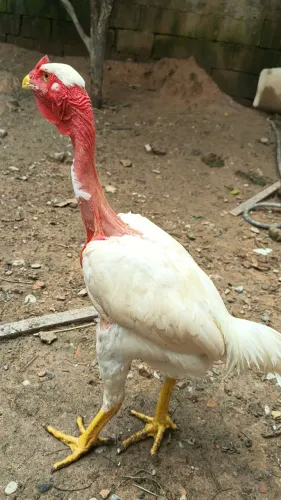 Pintinho vivo