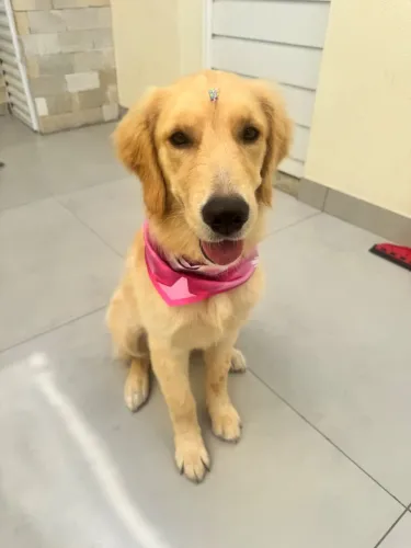 Filhote golden 05 meses