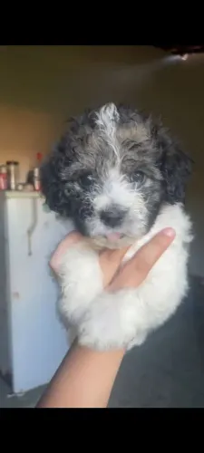 Filhote pastor english sheepdog
