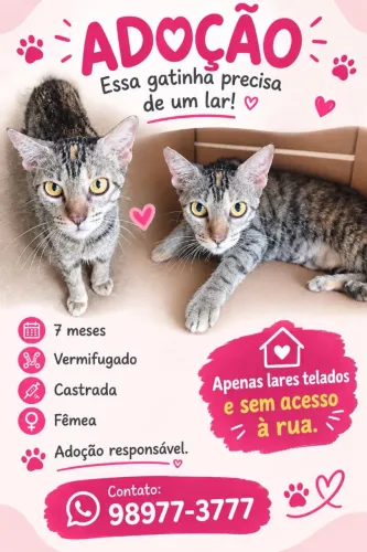 Adoção gatinho