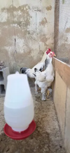 Frangos Brahma de Excelente Genética - Entrega Somente em Mãos