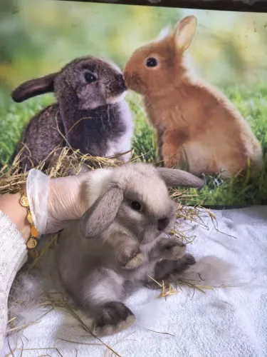 Mini coelhos anões