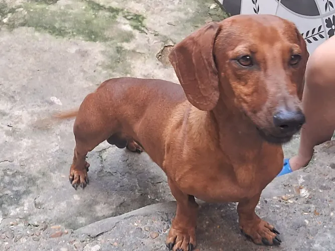 procuro namorada para meu dachshund