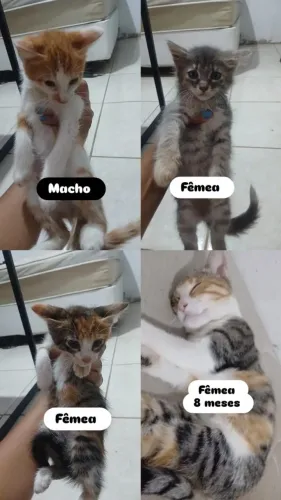 Doação de gatinhos filhotes