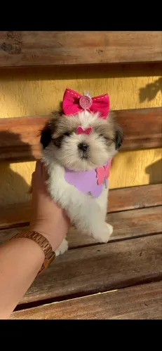 Shihtzu fêmea vacinada pedigree opcional