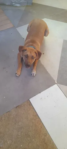 doação  de cachorrinho 