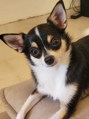 Chihuahua para namorar