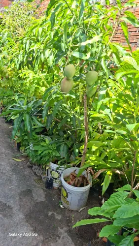 Frutíferas enxertadas 
