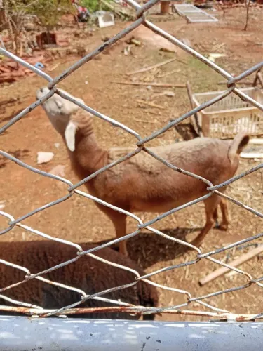 Casal de ovelhas Santa Inês por 1500 reais a ovelha está prenha pertinho de parir