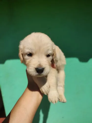 Filhote de golden retriever o bebê dourado que encanta qualquer família 