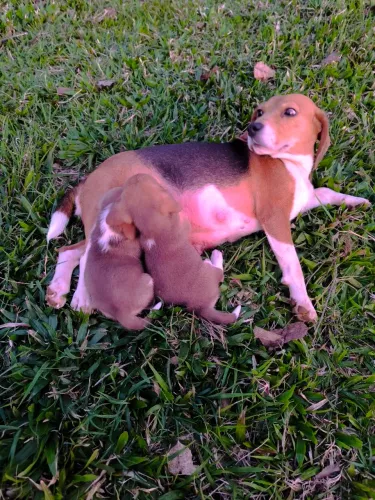 Beagle