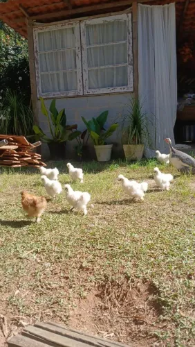 Vendo Sedosas do japao
