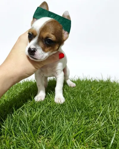 Mini Pinscher Zero Super Fofo Procurando um Novo Lar