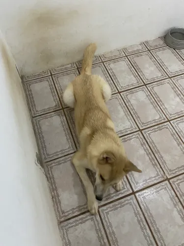 Doação de husky
