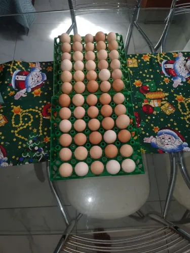Vende-se ovos de galinha de capoeira