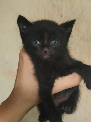 Gatinhos para doação