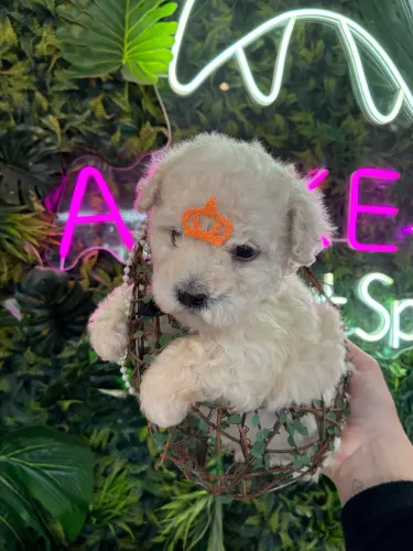 Poodle !!! Beleza Pura 