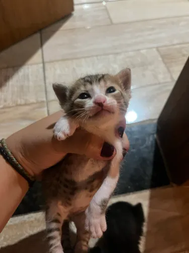 Doação de gatinhos