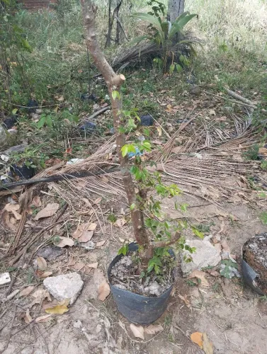 Muda de jabuticaba