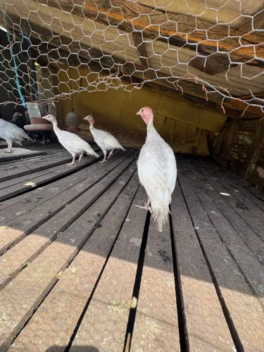 Peruzinhos