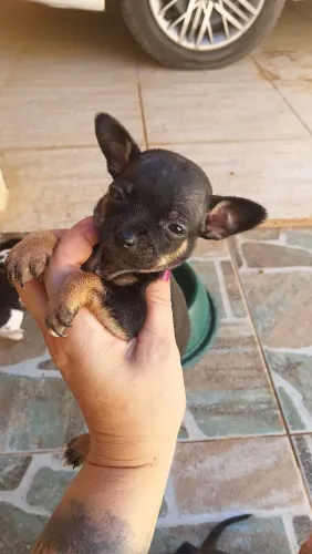 Filhote de pinscher fêmea $650.zap *30