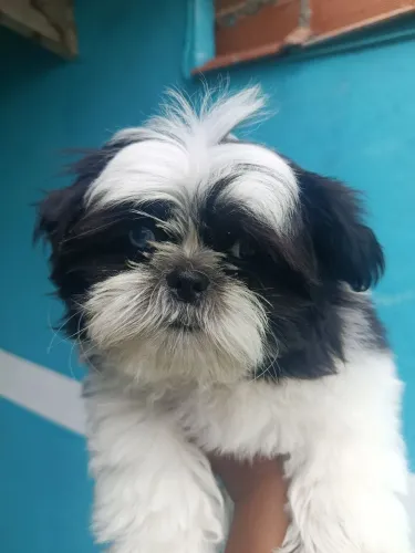 Shih tzu Macho