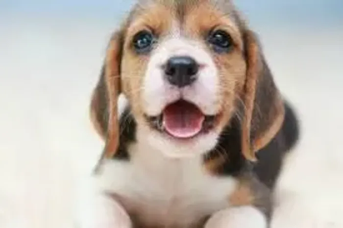 beagle Adoram brincar ao ar livre.