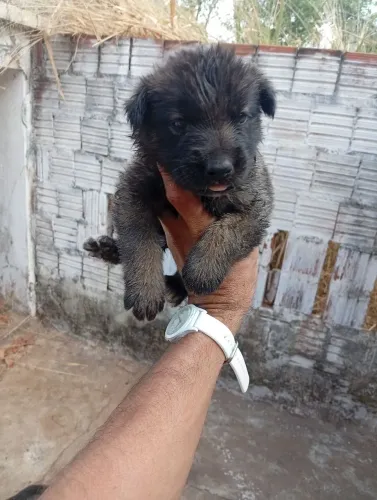 pastor alemão com Husky siberiano