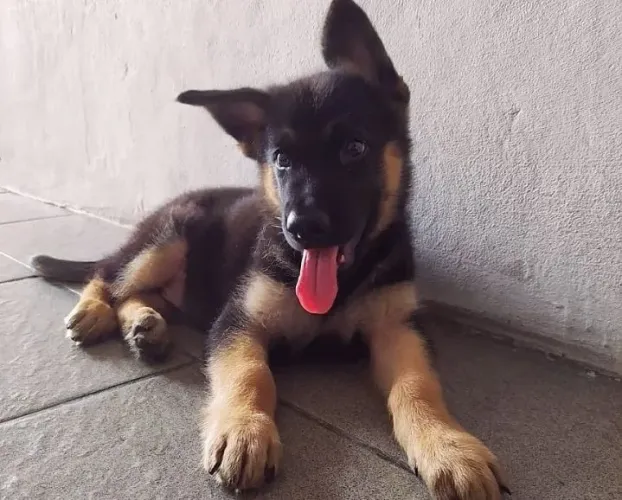Lindo filhote macho