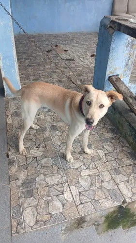 Cachorro doce e brincalhão