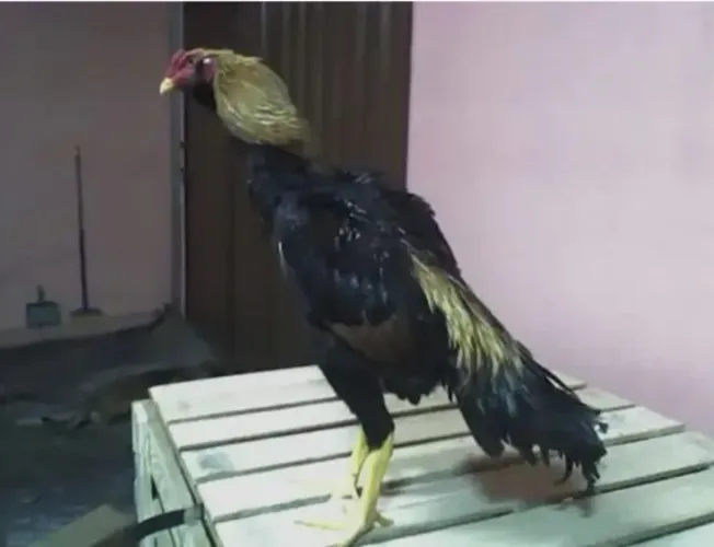 Galos de Raça 