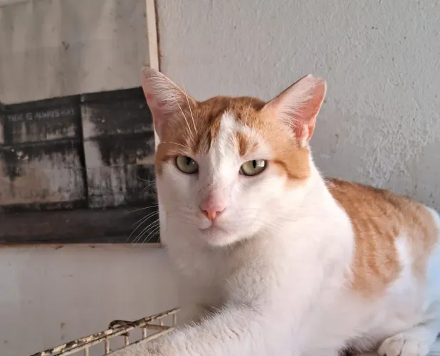 Gato laranja castrado para adoção