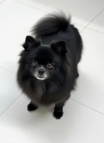 Lulu da Pomerânia anã FÊMEA ( Próx do cio).