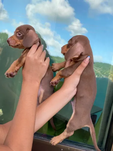 Vendo filhotes de Dachshund salsinha legítimos
