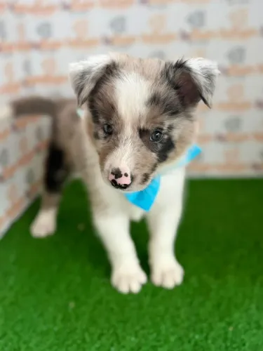 Border Collie macho 