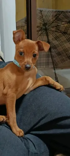 Pinscher Macho - R$400, 00