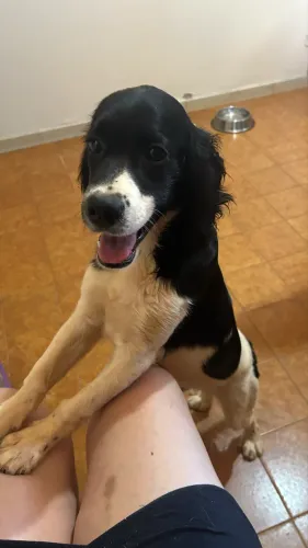 Filhote cocker spaniel
