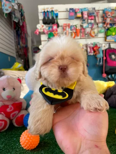Shihtzu machinho fucinho chocolate 