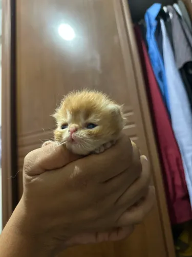 Filhotes gatos persa